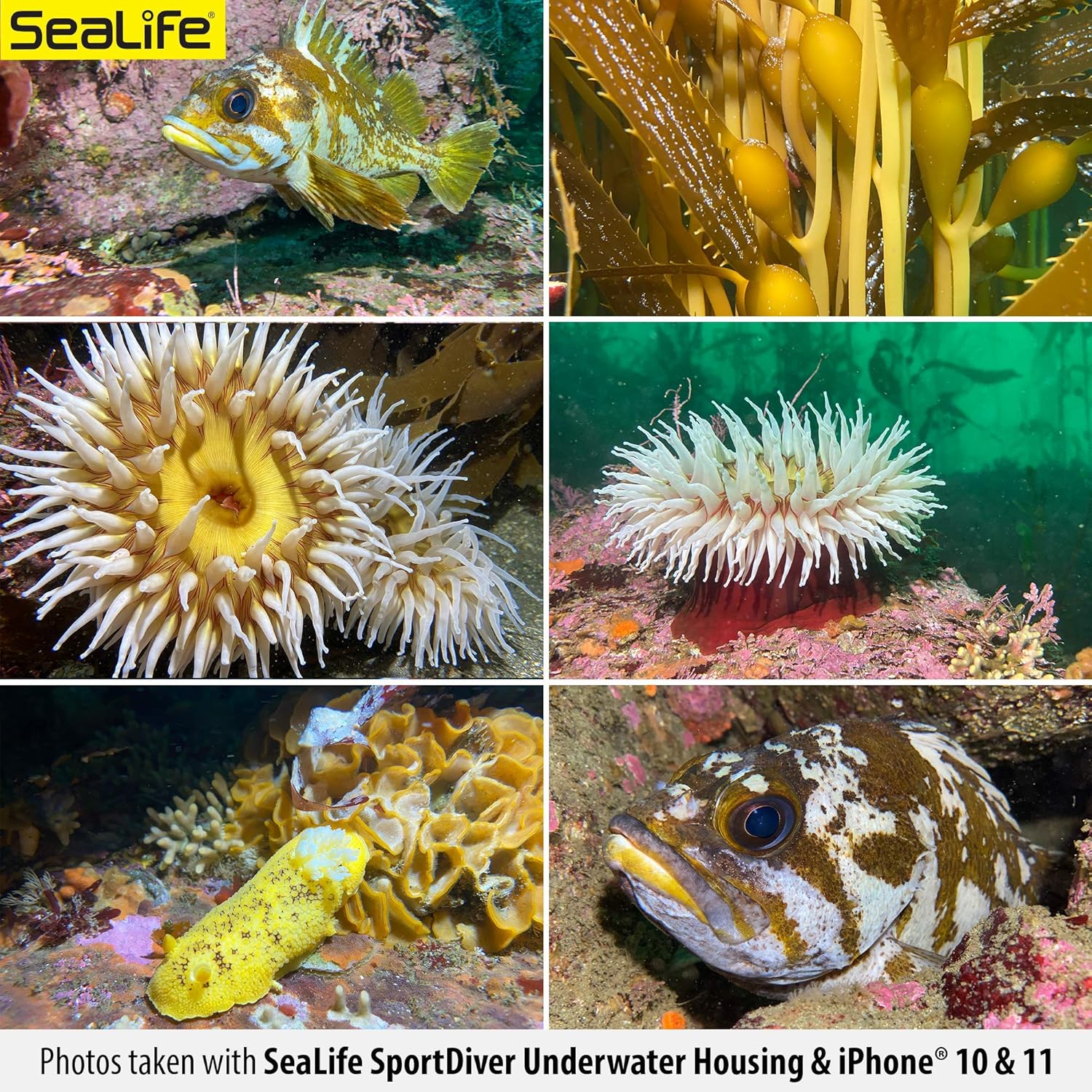 Waterproof Scuba Case for Smartphone Photography S20453
