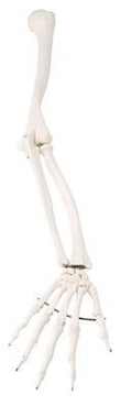 Arm Skeleton Model-Right Q1383