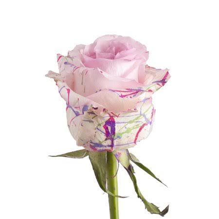 Painted Confetti Roses 50 cm - 50 Stems K448380