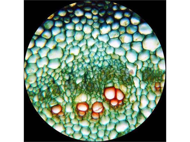 40X-1000X Monocular Biological Compound Microscope G742